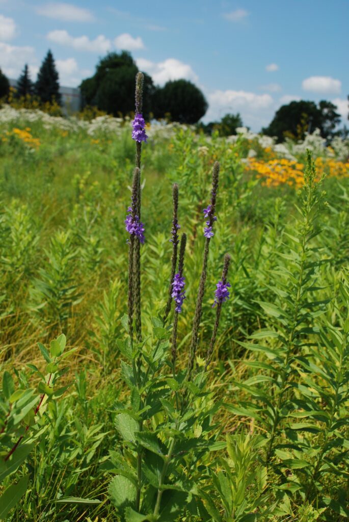 prairie today 2